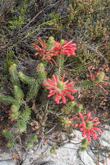 Erica abietina