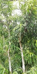 Ficus binnendykii