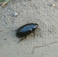 Hydrophilus aterrimus