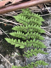 Cheilanthes hirta hirta