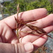 Peninsula Thatchreed - Photo (c) Marian Oliver, some rights reserved (CC BY-NC), uploaded by Marian Oliver