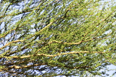 Vachellia farnesiana