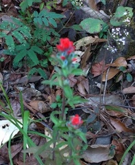 Castilleja scorzonerifolia