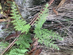 Cheilanthes hirta hirta