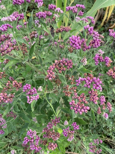 sweetscent (Pluchea odorata)
