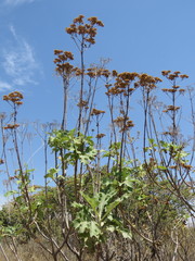 Verbesina greenmanii