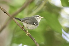 Plumbeous Warbler photo 4