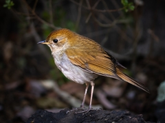 Russet Nightingale-Thrush photo 1