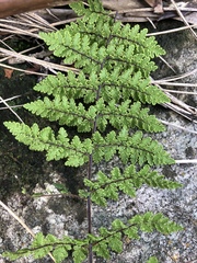 Cheilanthes hirta hirta