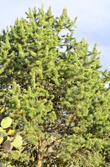 Pinus cembroides