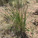 Western Wheatgrass - Photo (c) Hanna Davis, some rights reserved (CC BY-NC)