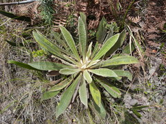 Espeletia corymbosa