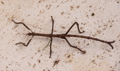 Phasmatinae