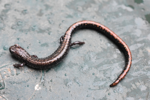 Oregon Slender Salamander