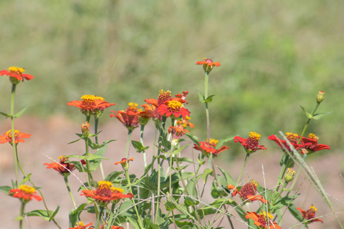 Zinnia elegans