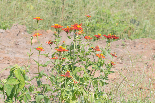 Zinnia elegans