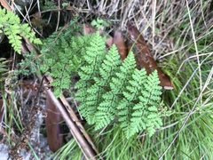 Cheilanthes hirta hirta