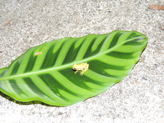 Dendropsophus rhodopeplus