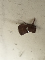 Monoleuca semifascia