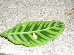 Dendropsophus rhodopeplus