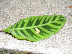 Dendropsophus rhodopeplus