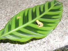 Dendropsophus rhodopeplus