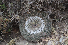 Mammillaria chionocephala
