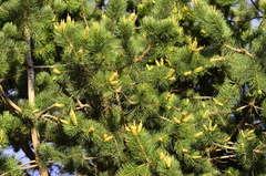 Pinus cembroides