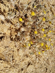 Trichoptilium incisum