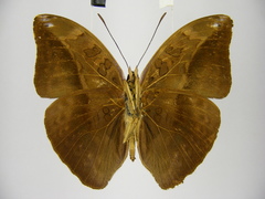 Bebearia dowsetti