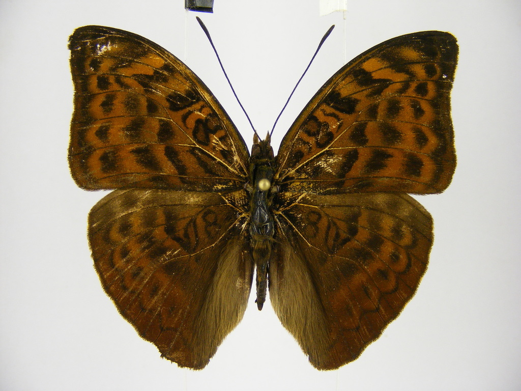 Bebearia dowsetti