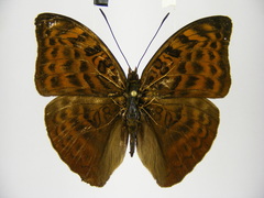 Bebearia dowsetti
