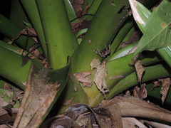 Phoneutria boliviensis