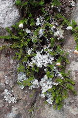 Erica depressa