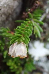 Erica depressa