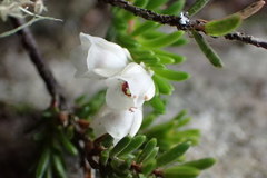 Erica depressa