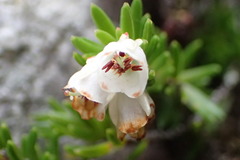 Erica depressa