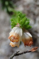 Erica depressa