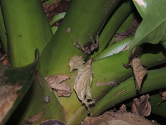 Phoneutria boliviensis