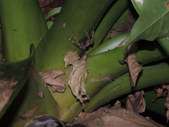 Phoneutria boliviensis