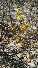 Marasmodes dummeri