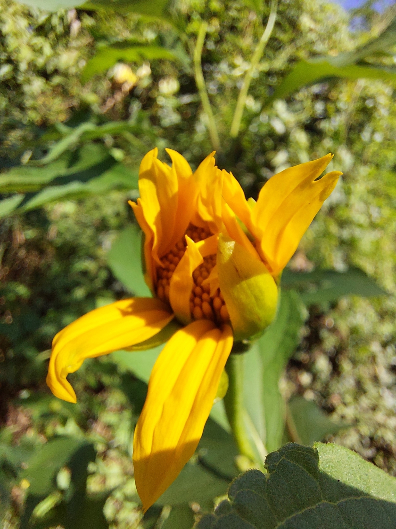 Tithonia diversifolia