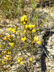 Marasmodes dummeri
