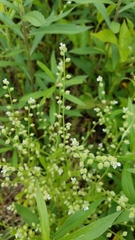 Myosotis verna
