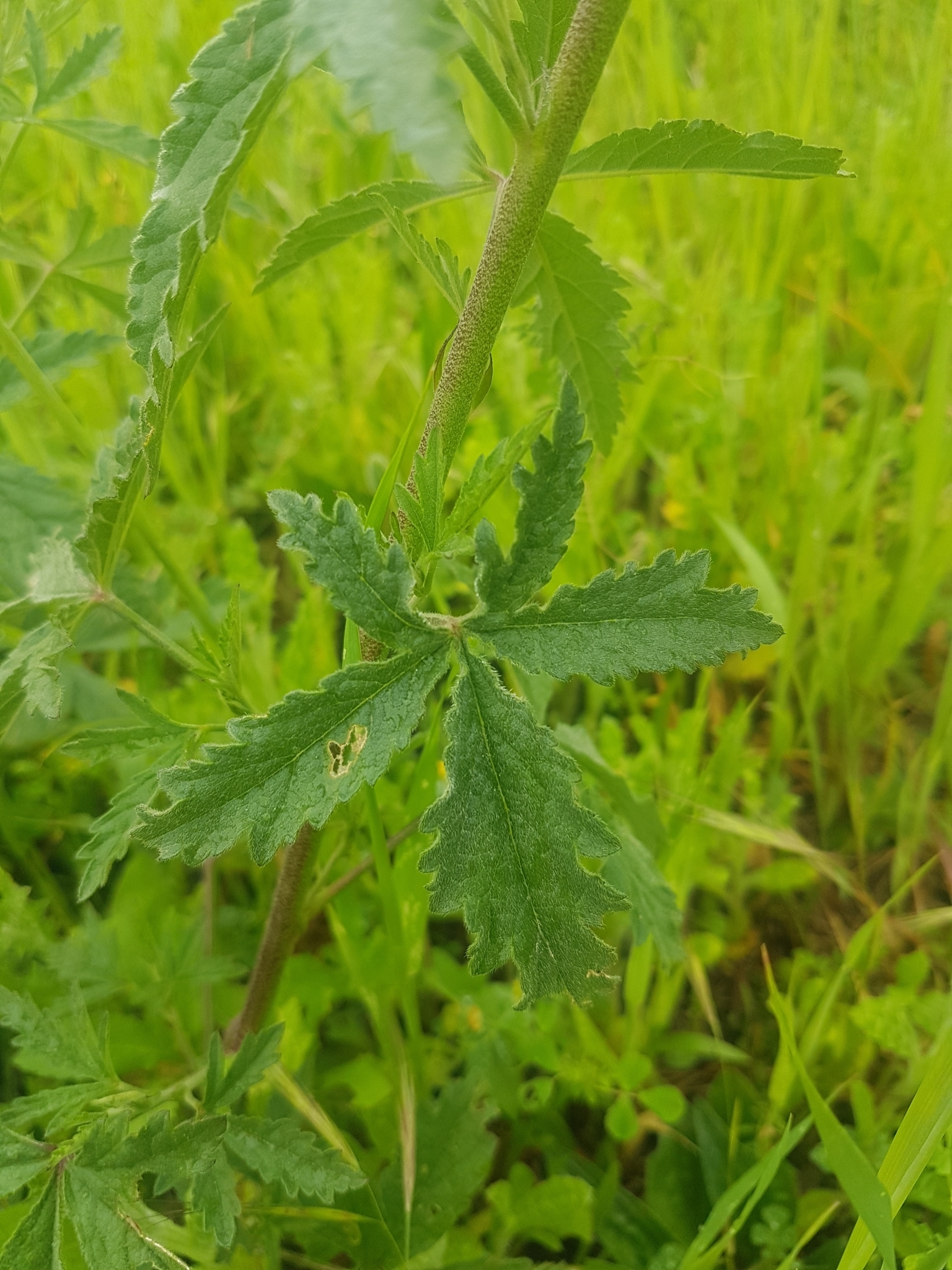 Imagem de Malva-cannabis