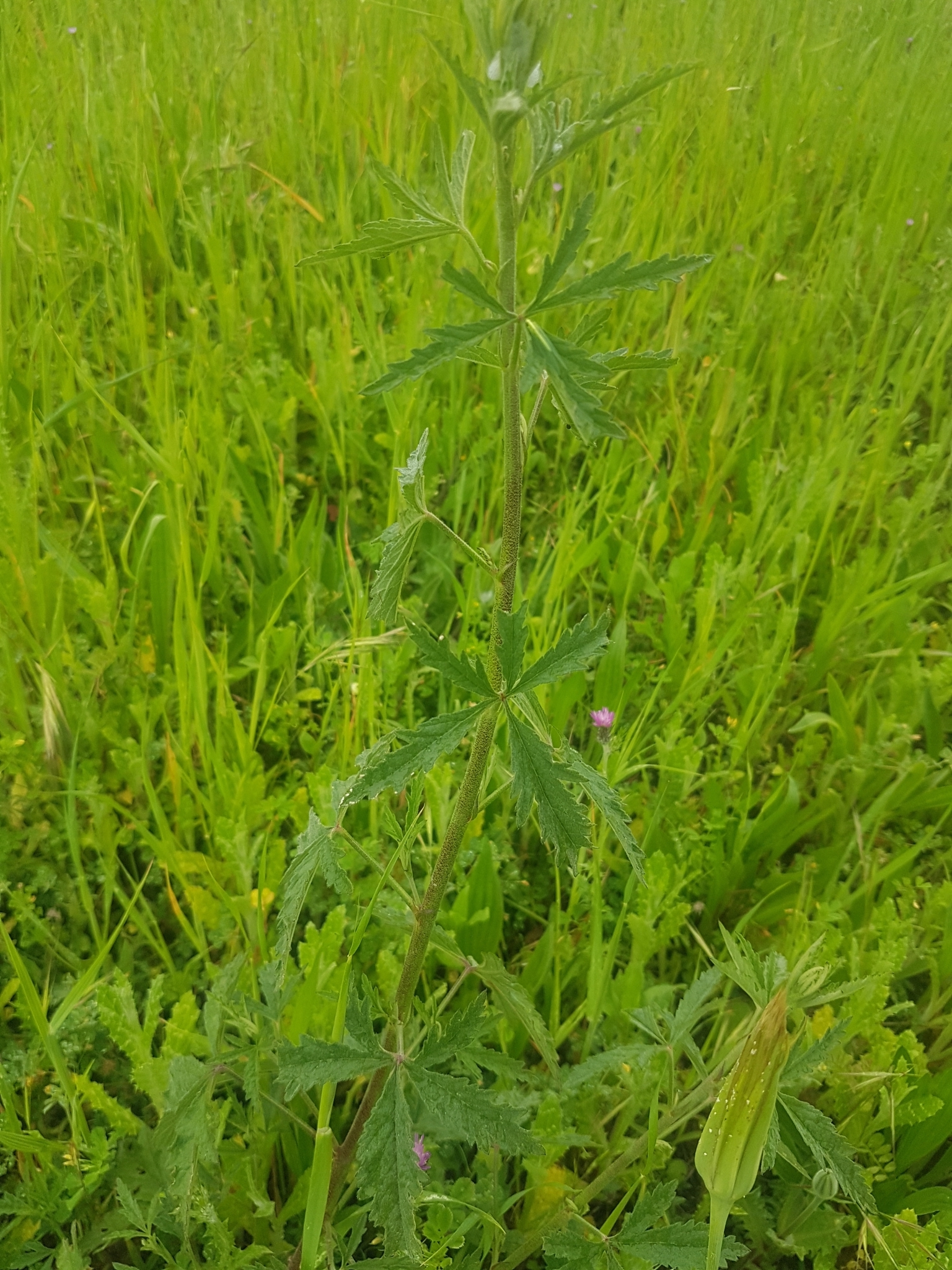 Imagem de Malva-cannabis