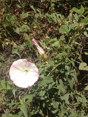 Calystegia macrostegia amplissima