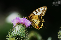 Papilio machaon