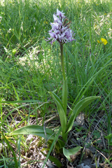 Orchis simia