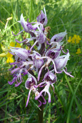 Orchis simia